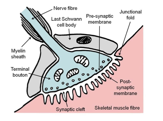 <p>Consists of branching axon terminal, contained within a gutter in the muscle fibre membrane (post-synaptic membrane`). Covered by the cytoplasm (but not membrane) of the last Schwann cell (supports physically and chemically). Also referred to as motor end plates.</p>