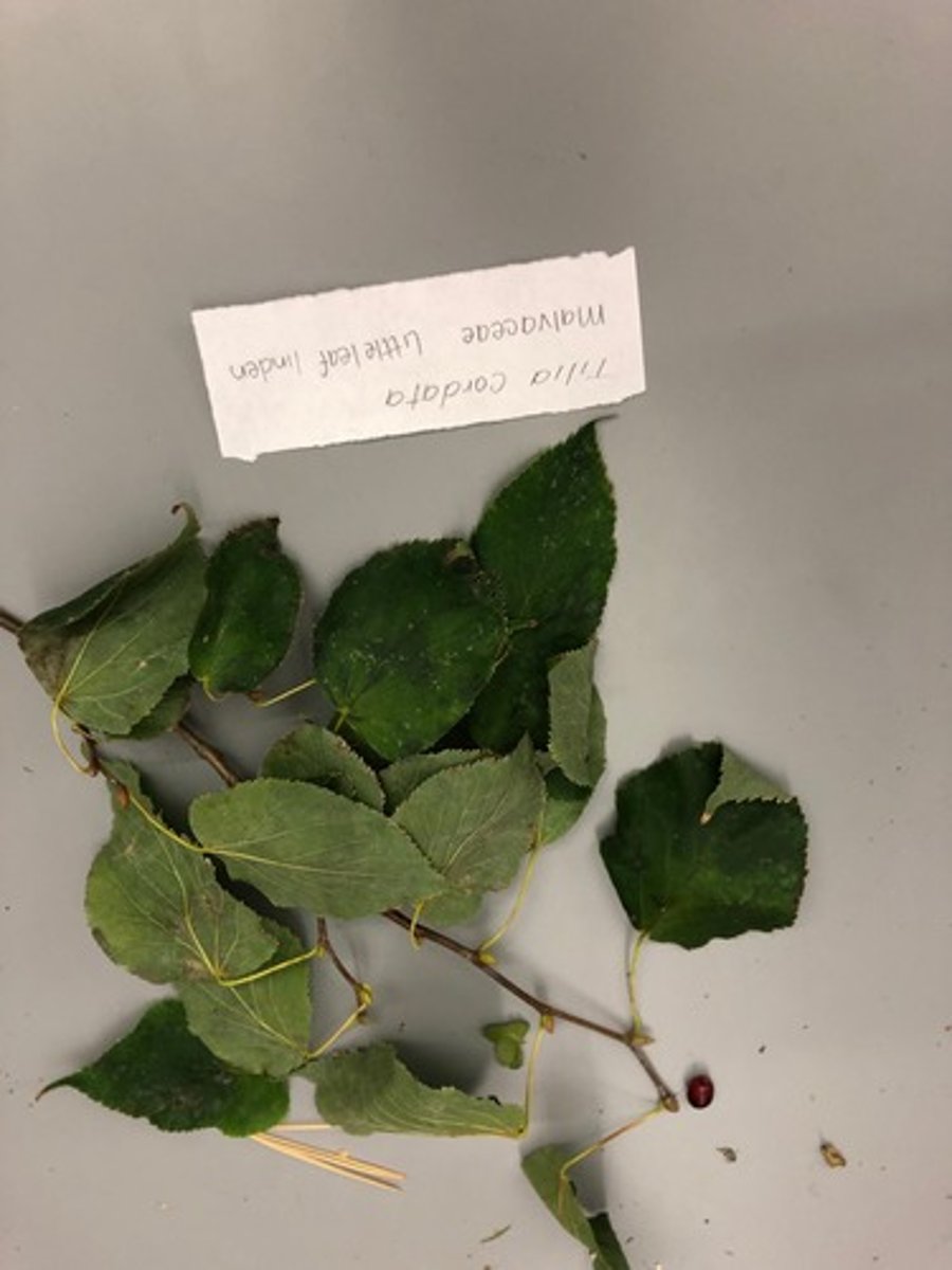 <p>1’. Angiosperms</p><p>----------------</p><p>10’. Leaves simple</p><p>----------------</p><p>23’. Leaves alternate </p><p>----------------</p><p>29’. Leaves not lobed</p><p>----------------</p><p>36. Leaf base asymmetrical (one side different in shape/size compared to the other side)</p><p>----------------</p><p>37. Persistent strap-shaped bracts present; leaves broadly</p><p>ovate, longer than 5 inches</p><p>----------------</p><p>38'. Youngest stems (at shoot tip) brown in color; leaves</p><p>medium, up to about 6 inches</p>