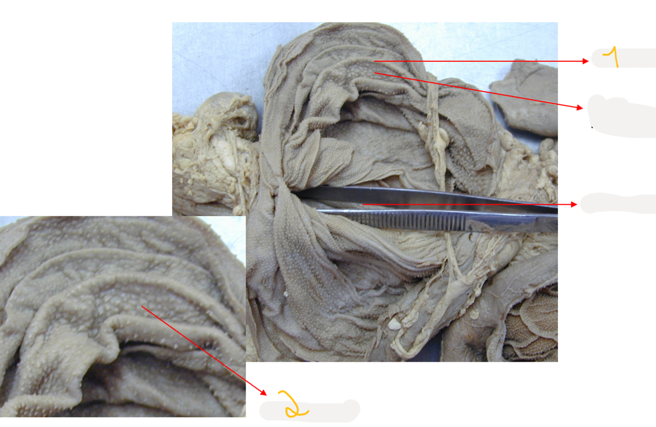 <p>Structures of omasum?</p>