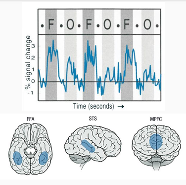 <p>Multiple face-selective regions, including the fusiform face area (FFA), superior temporal sulcus (STS), and medial prefrontal cortex (MPFC)</p><p></p><ul><li><p>‘face selective’: responds more to faces than other stuff</p><ul><li><p>like houses, objects, bodies, scenes</p></li></ul></li></ul><p></p>