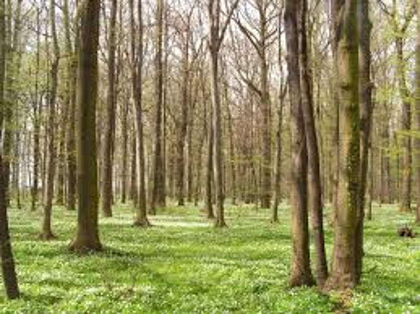 <p>drzewosztywka i suchogłówka to przykłady</p>