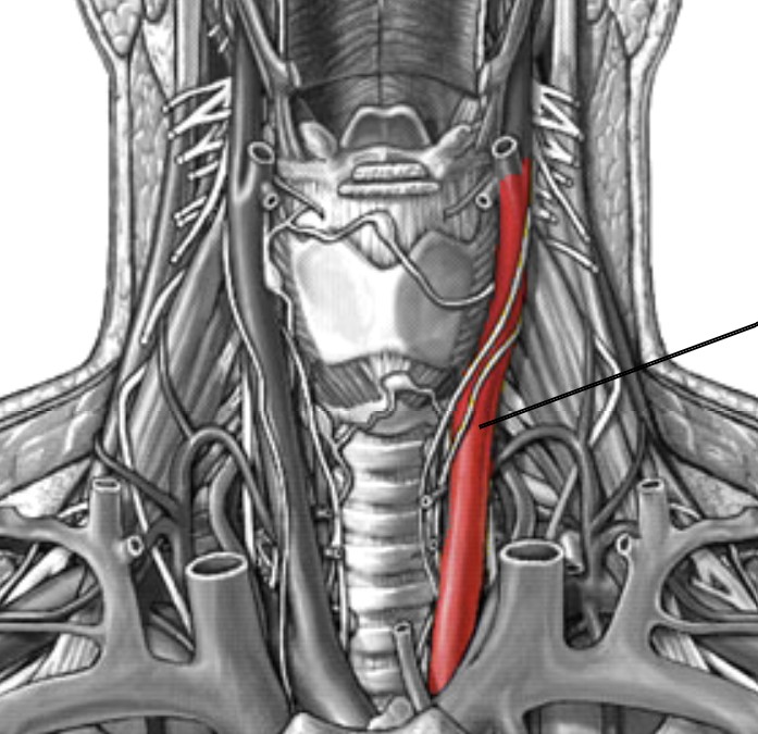 <p>Which arteries:</p><ul><li><p>Top of aorta arch, beside trachea</p></li><li><p>Medial to left subclavian</p></li></ul><p></p>