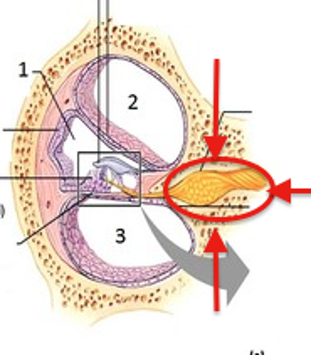 <p>cluster of nerve cell bodies in the inner ear that transmits auditory information from the cochlea to the brain; converts mechanical sound vibrations into electrical signals and relay them via the auditory nerve to the brainstem and beyond</p>