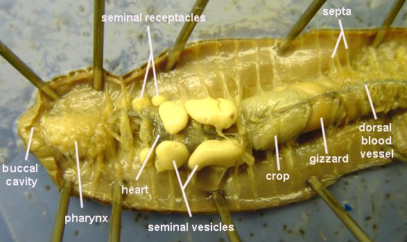 <p>In-depth look</p>