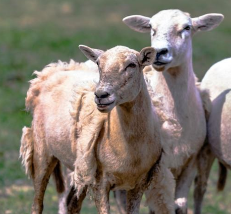 <ul><li><p>Another breed recently created in the U.S. (Maine)</p></li><li><p>St. Croix x Wiltshire Horn (British Shedding Sheep) x Suffolk</p><ul><li><p>Breeders took a strain of Suffolk who actively shed</p></li><li><p>Genetics created an all-white, polled and more muscular hair sheep</p><ul><li><p>Can be tan, yellow, brown or speckled</p></li></ul></li></ul></li></ul><p></p>