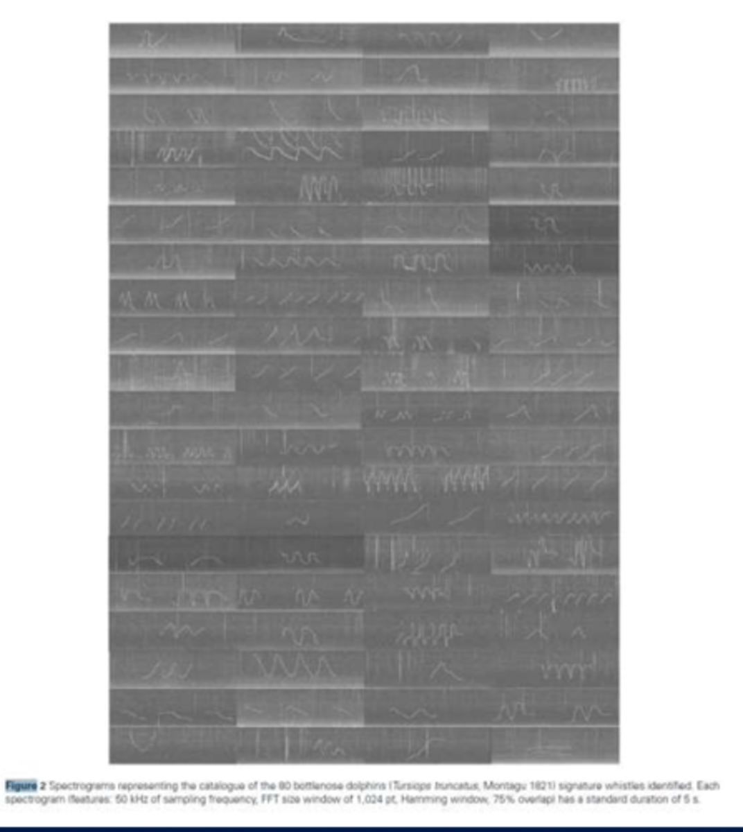 <p>Recognition of the individual Signature whistles SW: Bottlenose dolphin signature whistles: </p><p>-&gt; New-born learn mothers SW, within 3 months develop their own SW</p><p>– announce themselves</p><p>– addressed by others</p><p>– used in absence of the owner of the SW</p>