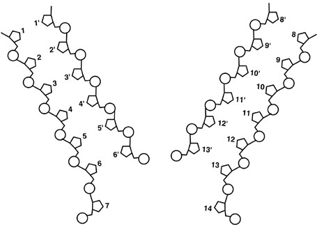 <p><span>In Figure 8.2, if base 4 is thymine, what is base 11'?</span></p>