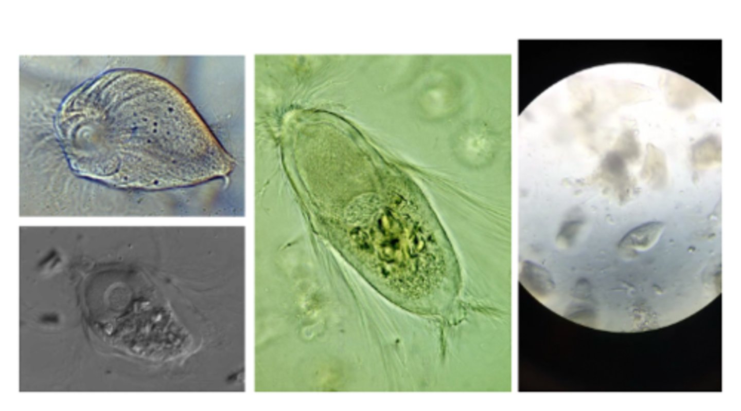 <p>What is the LINEAGE of the organism pictured?</p>