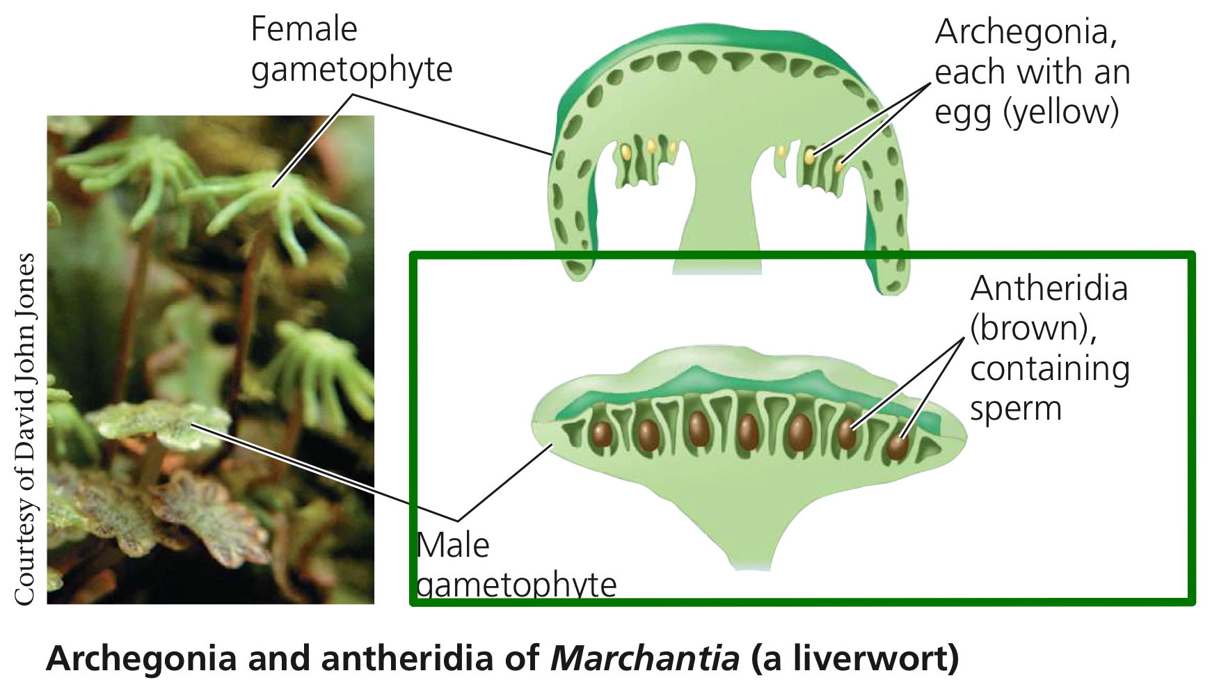 <p>Male gametangia, producing sperm to be released into the environment.</p>