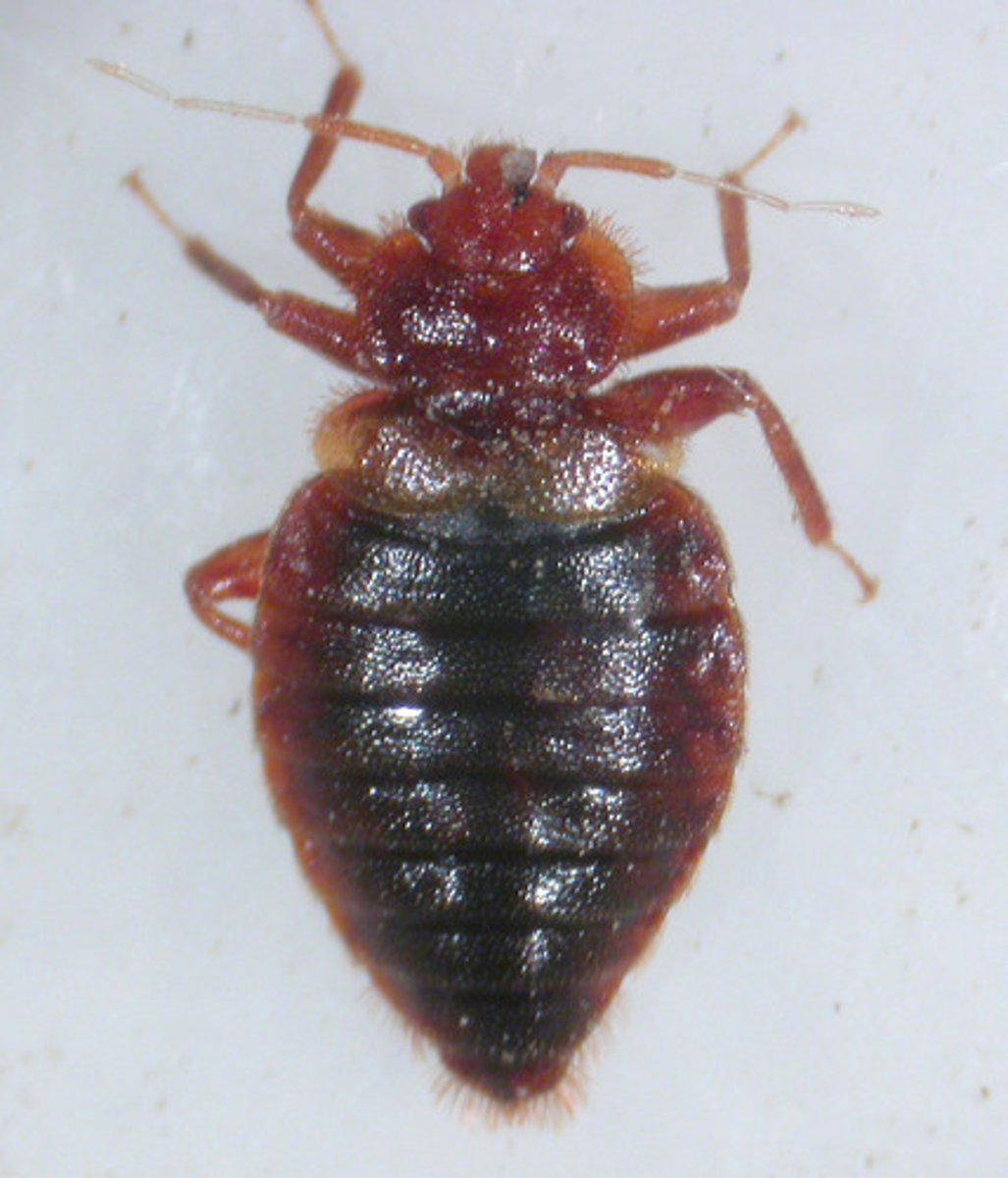 <p>-small, apricot colored wingless</p><p>-circular body, flattened extensions of prothorax behind eyes</p><p>- ectoparasites fo rodent, poultry, birds and bats</p><p>-not a vector of pathogens</p><p>- adults and nymphs hide during the day in matresses, walls and crevices</p><p>-emerge at night to feed on blood ( one feeding can last for several months, need blood to lay eggs)</p><p>- bites are painless</p>