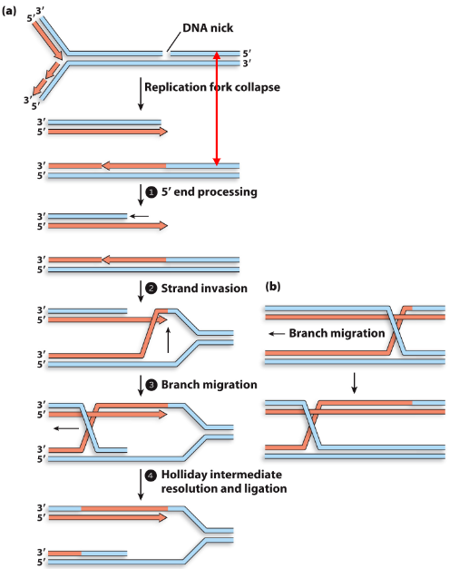 <p>5) Fork is reconstructed by reloading the replisome to restart DNA replication</p>