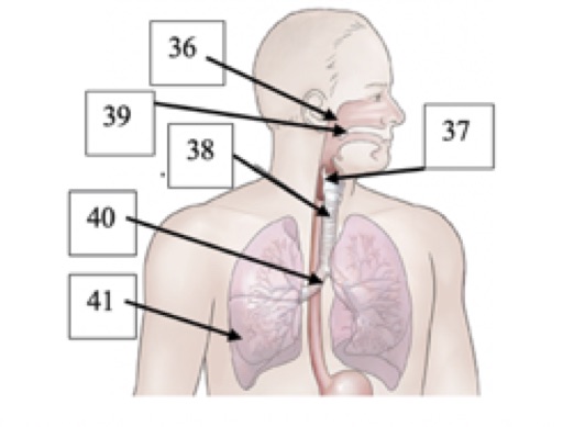 <p>(T1)Label #36 in the picture below</p><ul><li><p>bronchus</p></li><li><p>trachea</p></li><li><p>larynx</p></li><li><p>nasopharynx</p></li><li><p>oropharynx</p></li></ul>