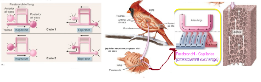 <p>air sacs (move air)<br>lungs with parabronchi (gas exchange, cross current)<br>continuous, one direction flow through lungs<br>2 cycles of in(spiration) <u>and</u> expiration(out) for 1 breath</p>