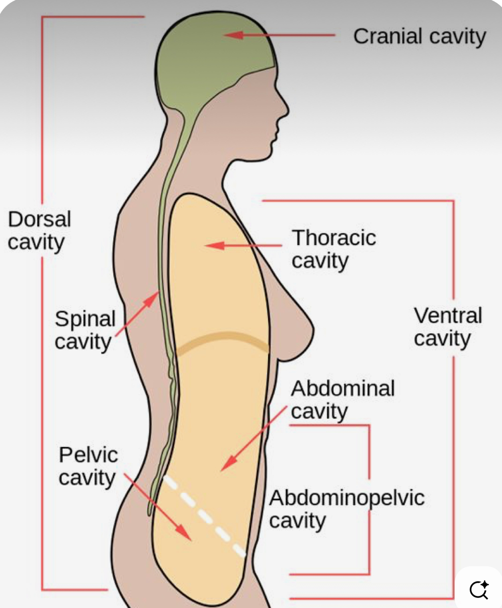 <p>The WHOLE backside of the body (head to ass)</p>