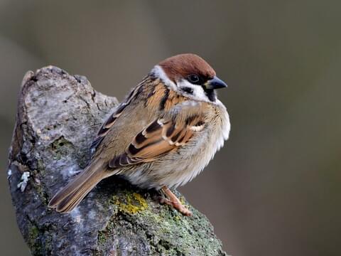 <p>Eurasian Tree Sparrow</p>