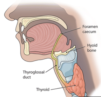 <p>The embryologic structure of the tongue/neck region that may remain open, form a cystic pouch, and become infected is the:</p>
