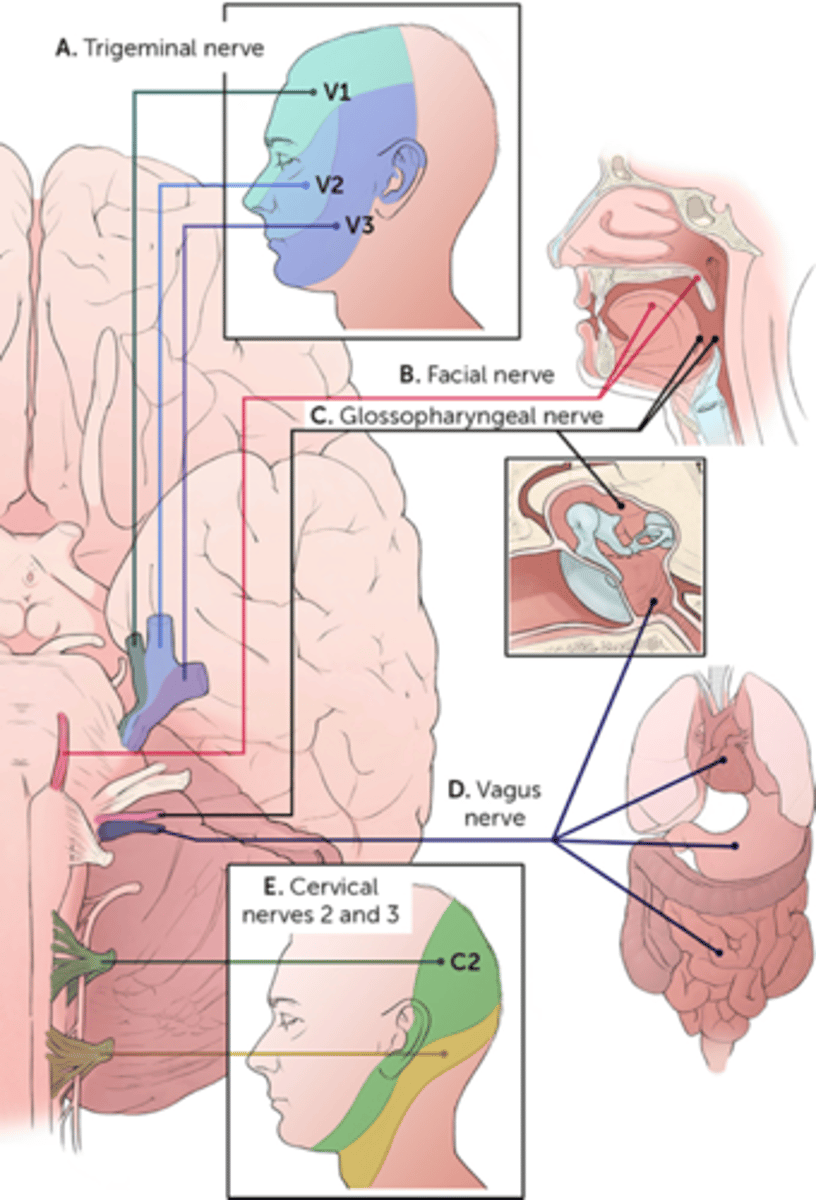 <p>Trigeminal nerve</p><p>Facial nerve</p><p>Glosopharyngeal nerve</p><p>Vagus nerve</p>