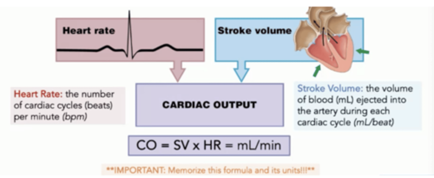 <p>CO = heart rate (HR) x stroke volume (SV), healthy individual 5L/min</p>