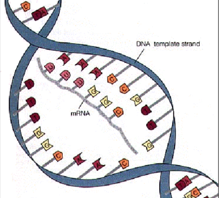 <p>Transcription</p>