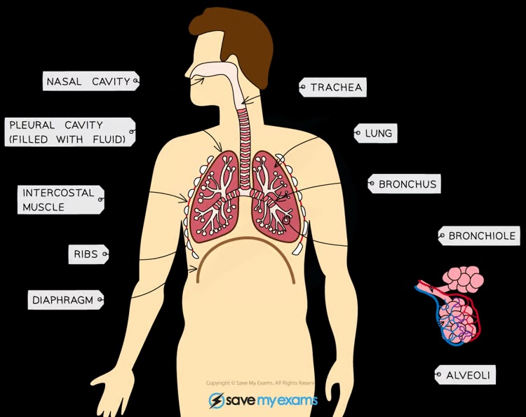 <p>Lungs, diaphragm, ribs, intercostal muscles, larynx, trachea, bronchi, bronchioles, alveoli, and associated capillaries</p>