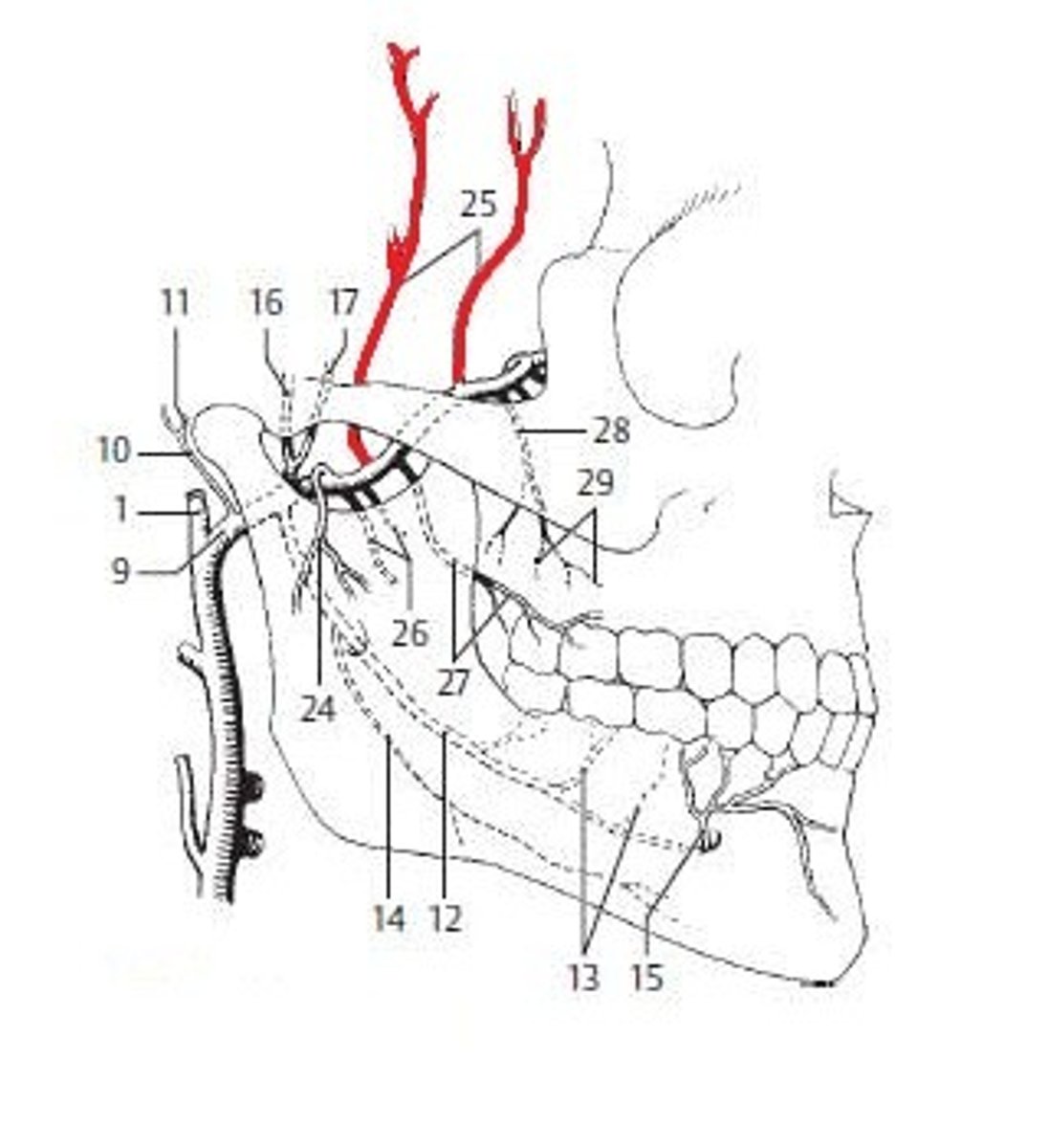 knowt flashcard image
