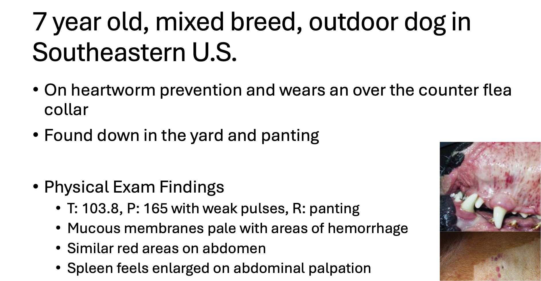 <p>What body system are you worries about in this dog?</p>