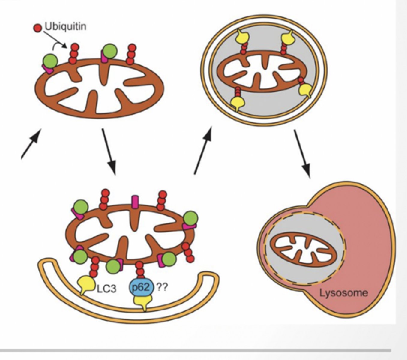 <p>CARGO IS LOADED INTO PHAGOPHORE AND BECOMES THE ISOLATION MEMBRANE</p><p>MITOPHAGY</p><p>Damaged mitochondria ubiquinated</p><p>Ubiquitin recognizes LC3II (potentially using an adaptor protein P63)</p><p>Mitochondria is loaded into the auotphagosome</p><p>Pros</p><p>Aging - removes damaged organelles</p><p>Neurodegeneration - prevents accumulation of aggregate proteins</p><p>Infection - this is one of the way that cells get rid of viruses and bacteria that get inside</p><p>Cancer - removes damaged organelles</p><p>cons</p><p>Neurodegeneration - accumulation of autophagic vesicles may be involved in AD</p><p>Infection - some bacteria have evolved to subvert the system for their lifestyle</p><p>Cancer - can help cancer cells resist cancer drugs and survive with low nutrients</p>