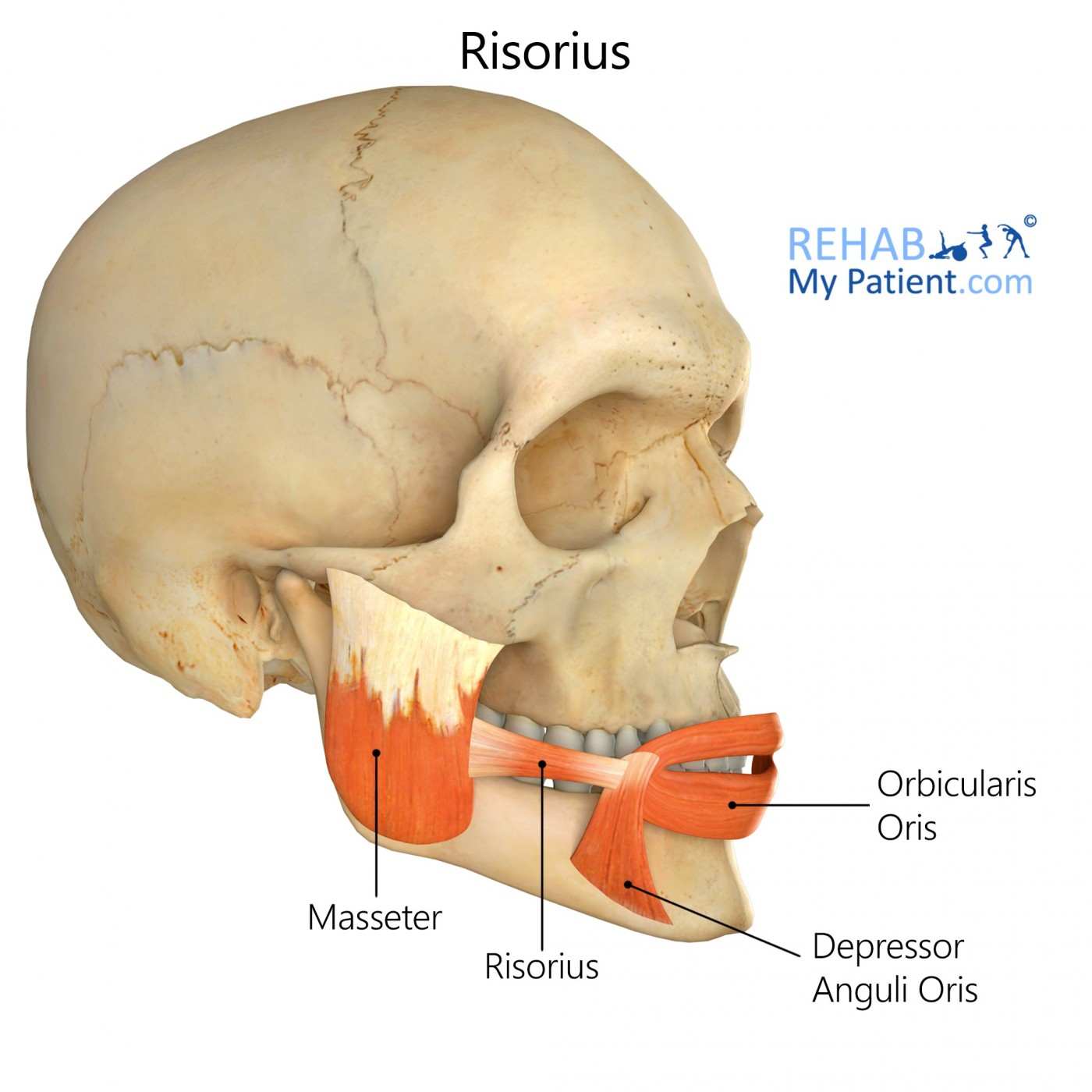 <p>O: Deep fascia of the face and parotid gland </p><p>I: Modiolus &amp; skin at angle of mouth</p><p>A: Retract the angle of mouth (smiling muscle)</p>