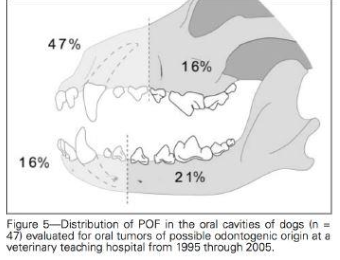 <p>peripheral odontogenic fibroma </p>