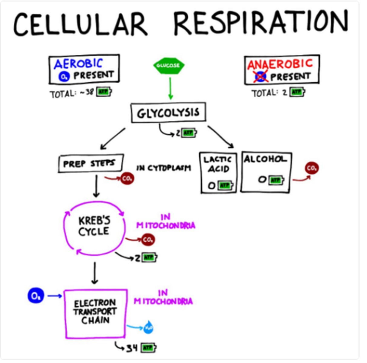 <p>True. There are very few diseases related to partial Glycolytic Enzyme defects and no diseases related to eliminating Glycolysis completely, because the body would not be able to live in those conditions.</p>