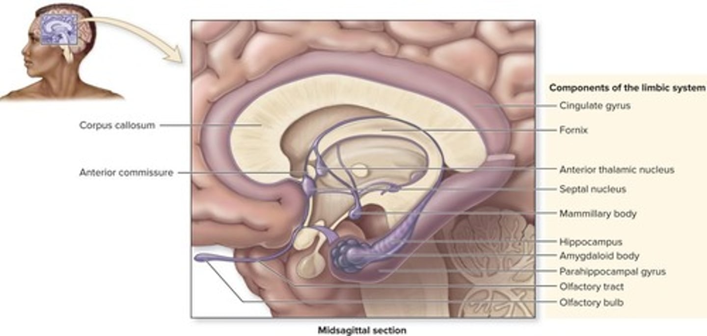 <p>Cingulate gyrus, parahippocampal gyrus, hippocampus, amygdaloid body, olfactory bulbs, fornix, and various nuclei.</p>