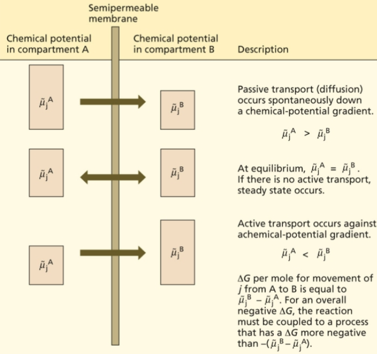 <p>active transport occurs against a chemical-potential gradient</p>