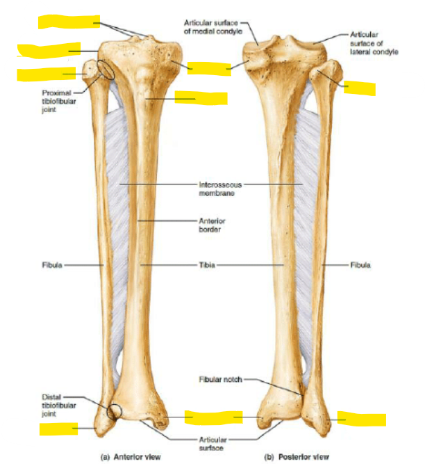 <ul><li><p>Left: Intercondylar eminence, Lateral condyle, Head (fibula), Lateral malleolus (fibula)</p></li><li><p>Middle: Medial condyle, Tibial tuberosity, Medial malleolus</p></li><li><p>Right: Head (fibula), Lateral malleolus (fibula)</p></li></ul>