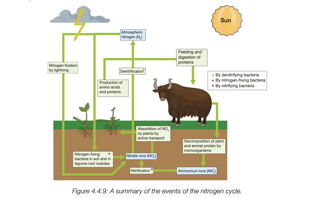 <ul><li><p>nitrogen fixation - bacteria in soil or root nodules of legules convert atmospheric N to ammonia, taken by plants</p></li><li><p>can also be fixed thru lightning or inductrial processes</p></li><li><p>once in soil, nitrification - other bacteria convert ammonia into nitrites and then to intrates, absorbed by plants </p></li><li><p>plants consumed by animals, transferring it through food chain</p></li><li><p>dead animals are decomposed by bacteria and funfi, break down organic nitrogen compounds, return ammonia to soil (ammonification)</p></li><li><p>dentrification - specialised bacteria convert nitrates back to nitrogen, release itno atmosphere and complete cycle</p></li></ul><p></p>