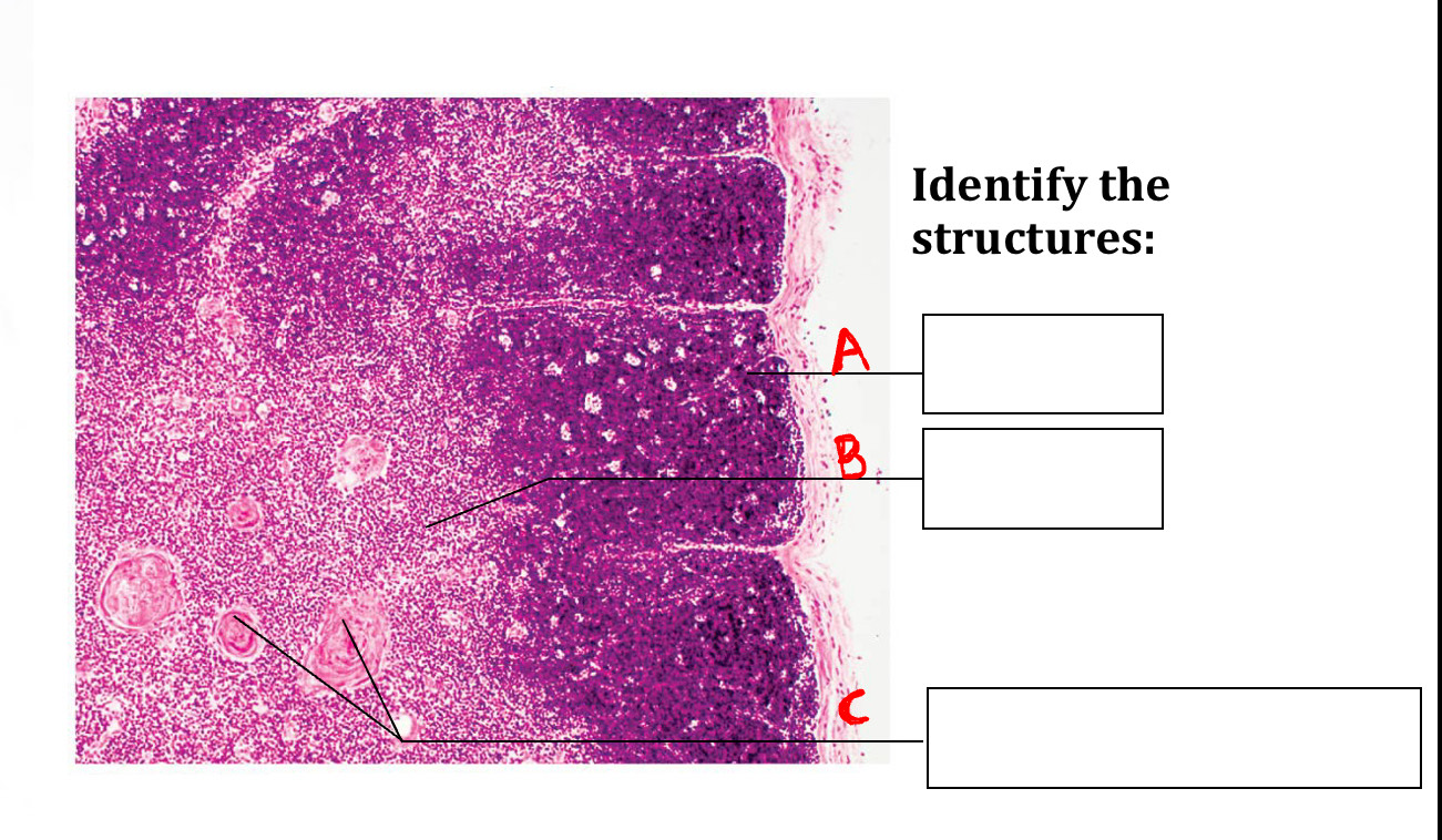 <p>Identify structures A,B,C</p>