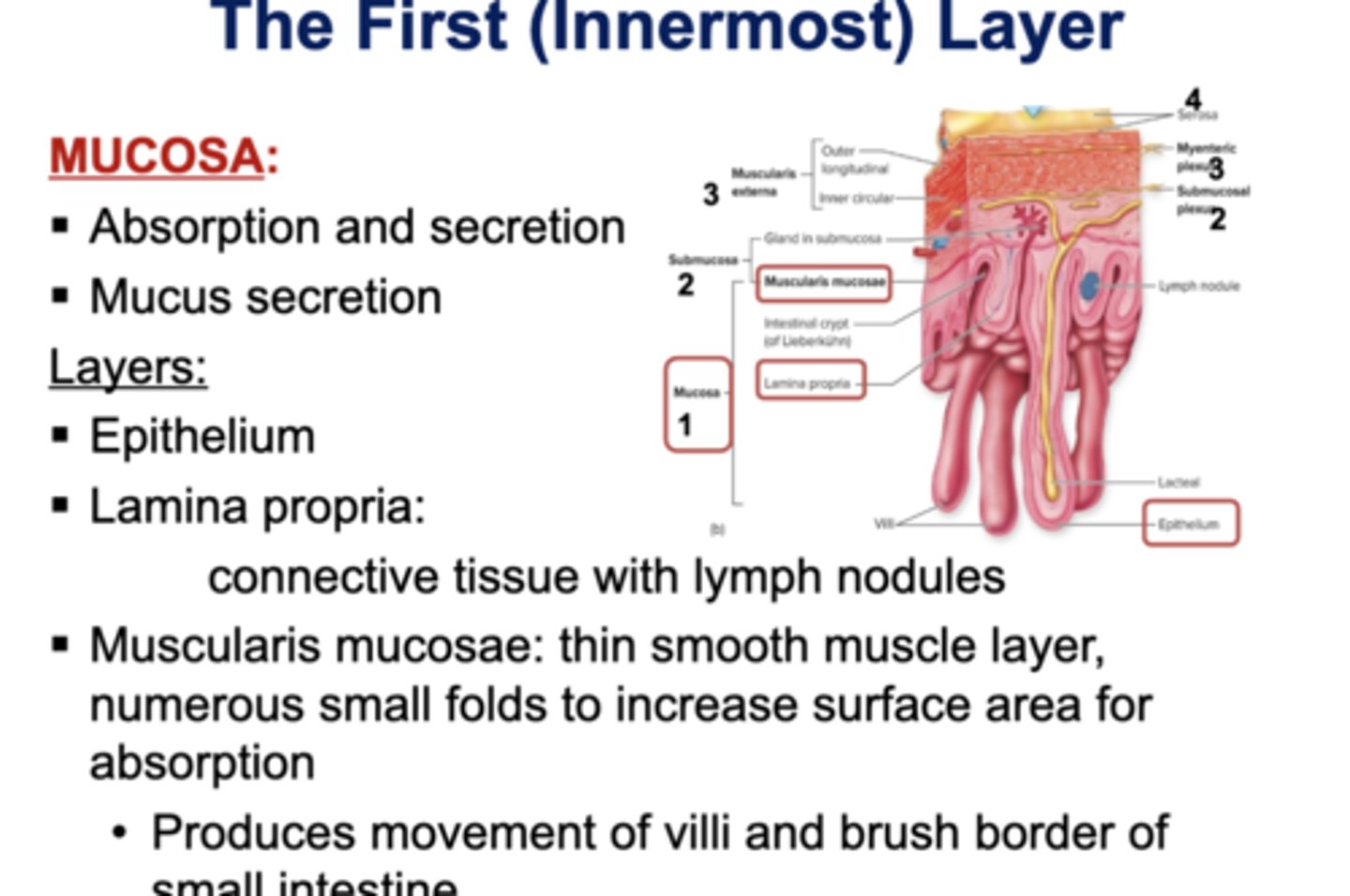<p>☆ Mucosa:</p><p>- Absorption and secretion</p><p>- Mucus secretion</p><p>☆ Layers:</p><p>- Epithelium</p><p>- Lamina Propria</p><p>~ connective tissue with lymph nodules</p><p>- Muscularis mucosae: thin smooth muscle layer, numerous small folds. to increase surface area absorption </p><p>~ Produces movement of villi and brush border of small intestine</p><p>☆ ELM</p>