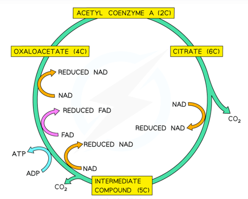 * The Acetyl fragment (2C) from Acetyl CoA is accepted by Oxaloacetate (4C) and forms citrate (6C)
  * Coenzyme A is released and reused in the next link reaction
* Citrate is then converted back into oxaloacetate through a series of redox reactions
