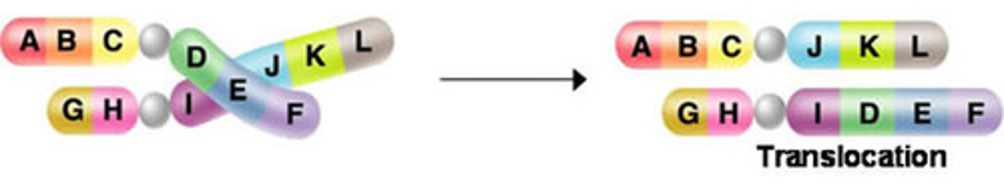 <p>moves a segment from one chromosome to another</p>