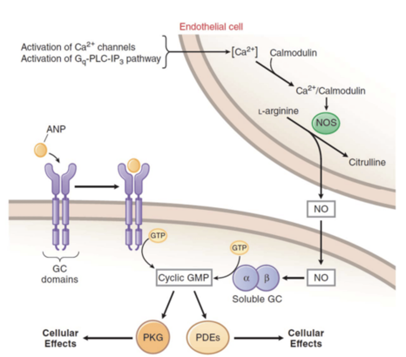 <p>- stimulates soluble guanylate cyclase to generate cGMP</p><p>- smooth muscle relaxation (dilation)</p><p>- drop in blood pressure </p><p>(NO → Endothelium-derived relaxing factor)</p>