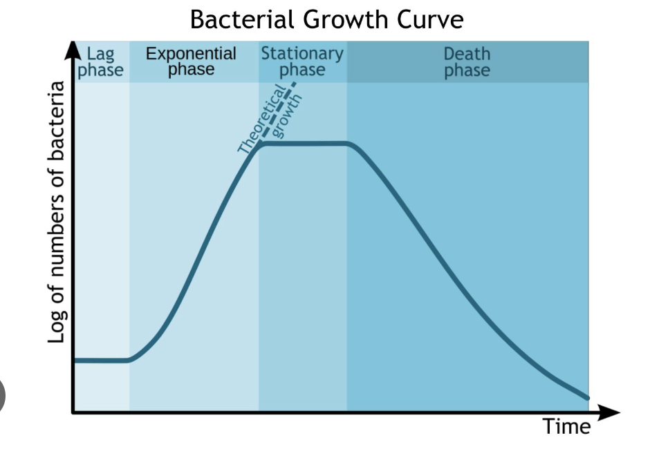 <p>Know the different stages for bacterial growth and be able to describe them.</p><p>B. Another example how does the growth curve fluctuate when thinking about an oil spill and how different bacteria are found at different stages of oil breakdown. Be specific. (See Chap 5 Class Activity)</p>