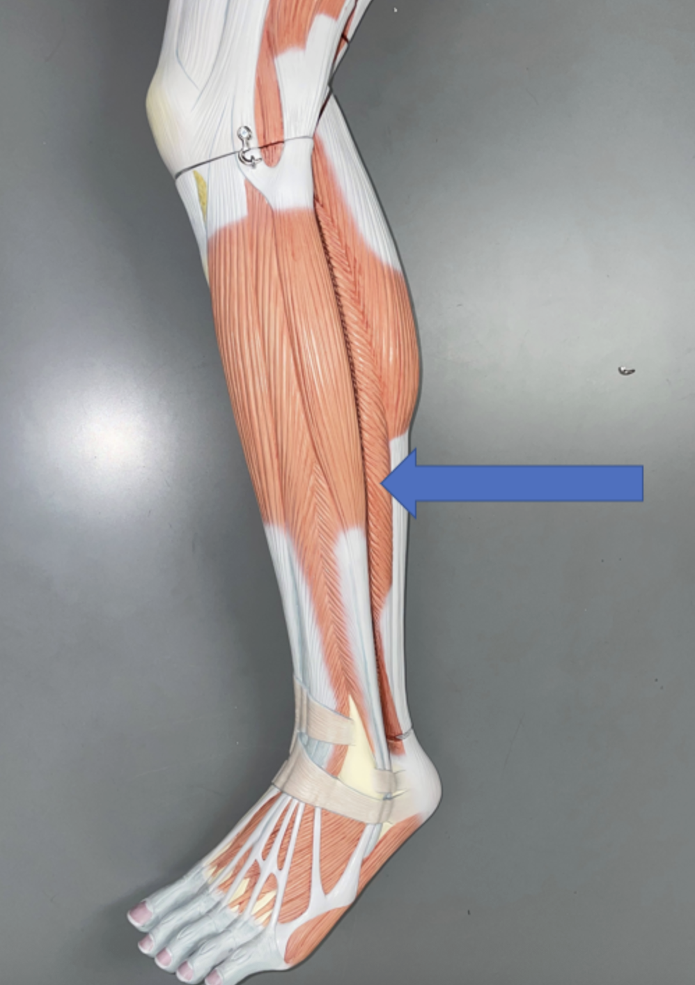 <p>muscle name &amp; action</p>