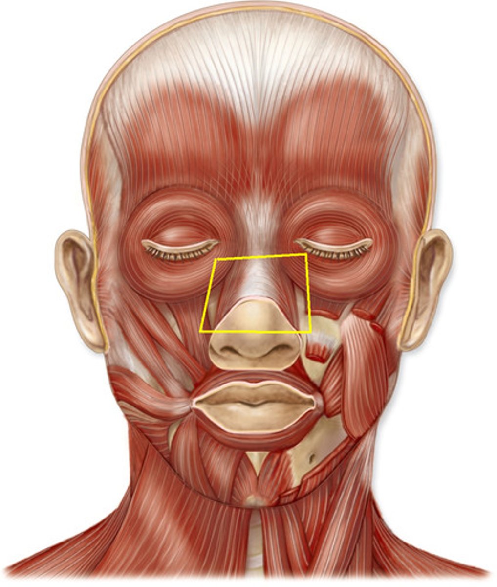 <p>origin: maxilla</p><p>insertion: bridge and side of nose</p><p>action: dilates nostril</p>