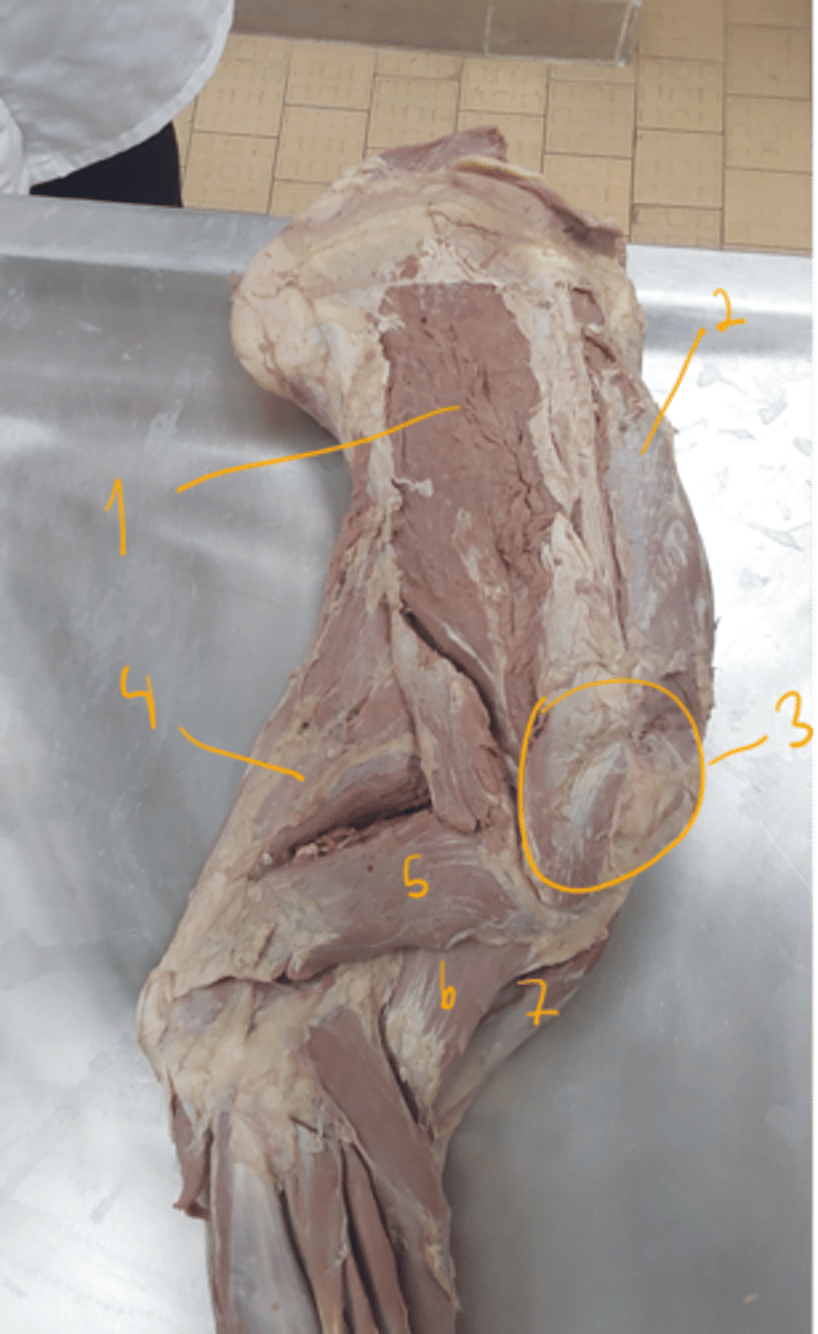 <p>identify muscles.</p>