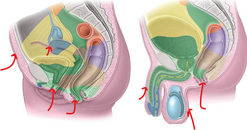 <ul><li><p>gluteal region + lat. thigh</p></li><li><p><strong>skin penis, scrotum, vulva</strong></p></li><li><p>tip of <strong>uterine fundus</strong> + uterine tube</p></li><li><p>perineum, abdominal wall</p></li></ul><p></p>