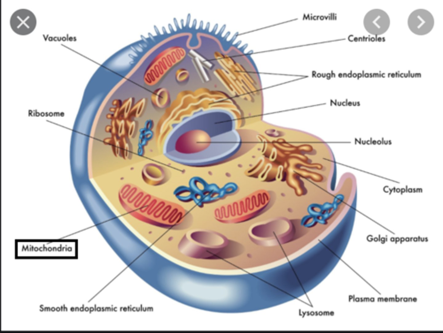 <p>- double-membrane organelles</p><p>- synthesizes cell's ATP</p><p>- has cristae</p>