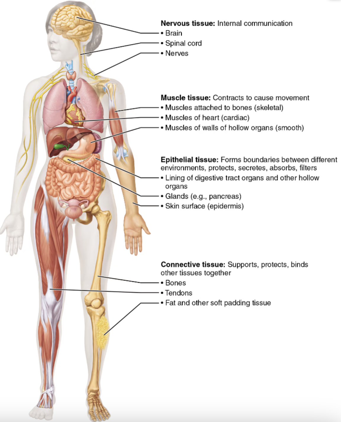 <ol><li><p><code>Epithelial tissue</code></p><ul><li><p><span style="color: green"><strong>Lining of digestive tract organs and other hollow organs</strong></span></p></li><li><p><span style="color: green"><strong>Glands</strong></span><span><strong> </strong></span>(EX: pancreas)</p></li><li><p><span style="color: green"><strong>Skin surface</strong></span>( epidermis)</p></li></ul></li><li><p><code>Connective tissue</code></p><ul><li><p><span style="color: green"><strong>Bones</strong></span></p></li><li><p><span style="color: green"><strong>Tendons</strong></span></p></li><li><p><span style="color: green"><strong>Fat and other soft padding tissue</strong></span></p></li></ul></li><li><p><code>Muscle tissue</code></p><ul><li><p><span style="color: green"><strong>Skeletal</strong></span> → Muscles attached to the bones</p></li><li><p><span style="color: green"><strong>Cardiac</strong></span> → Muscles of heart</p></li><li><p><span style="color: green"><strong>Smooth</strong></span> → Muscles of walls of hallow</p></li></ul></li><li><p><code>Nervous tissue</code></p><ul><li><p><span style="color: green"><strong>Brain</strong></span></p></li><li><p><span style="color: green"><strong>Spinal cord</strong></span></p></li><li><p><span style="color: green"><strong>Nerves</strong></span></p></li></ul></li></ol><p></p>