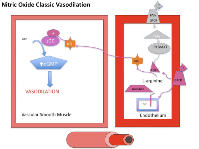 <ul><li><p><span>Binding of PAF to its GPCR via PI3 pathway upregulates the amount of eNOS available</span></p></li><li><p><span>L arginine is converted to NO which diffuses into the adjacent vascular smooth muscle</span></p></li><li><p><span>NO will stimulate sGC which increases cGMP which leads to vasodilation of vascular smooth muscle</span></p></li></ul><p></p>