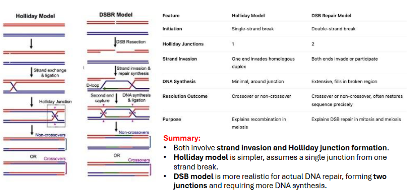 <ol><li><p>initiation: holliday model: single stranded break, double stranded break repair has double stranded break</p></li><li><p>holliday junctions: holliday model has 1, double stranded break repair has 2 </p></li><li><p>invasions: holliday model has 1 invasion, dsbr has 2 invasions</p></li><li><p>dna synthesis: holliday model has minimal, dsbr has extensive</p></li><li><p>resolution or outcome is the same (cross over or non crossover)</p></li><li><p>MITOSIS VS MEIOSIS: holliday model occurs in meiosis, dsbr occurs in BOTH mitosis and meiosis</p></li></ol><p></p>