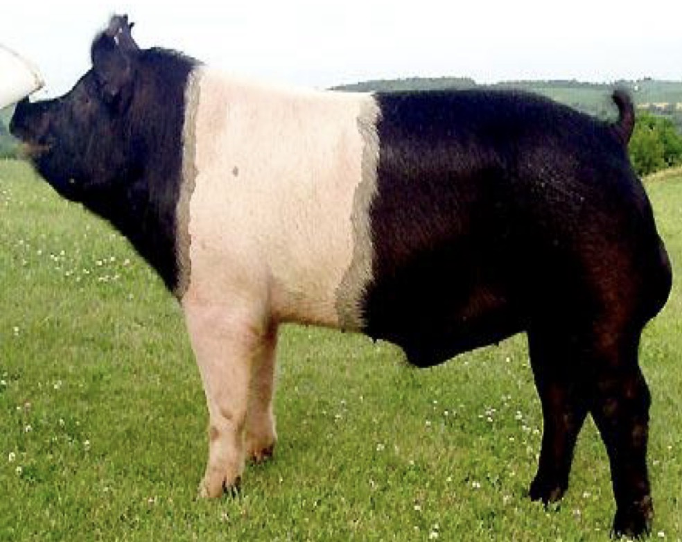 <p>Type and Breed </p>