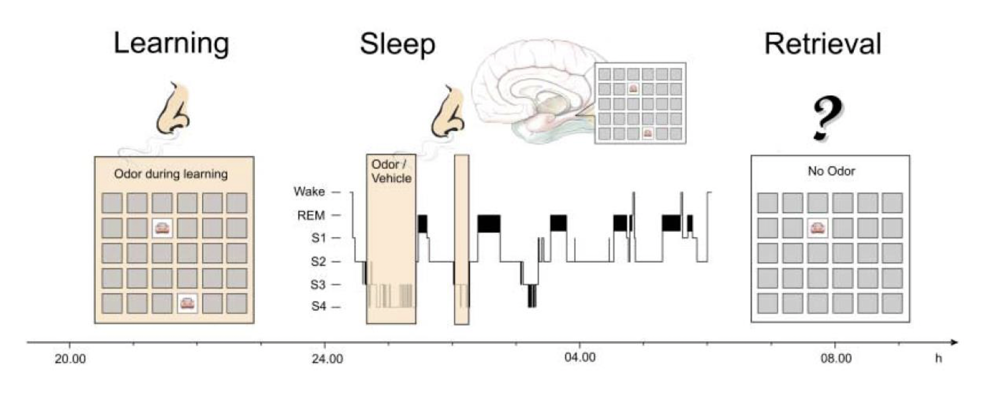 <p>re-activation during Slow Wave Sleep seems to facilitate memory</p><p class="p2">consolidation</p>